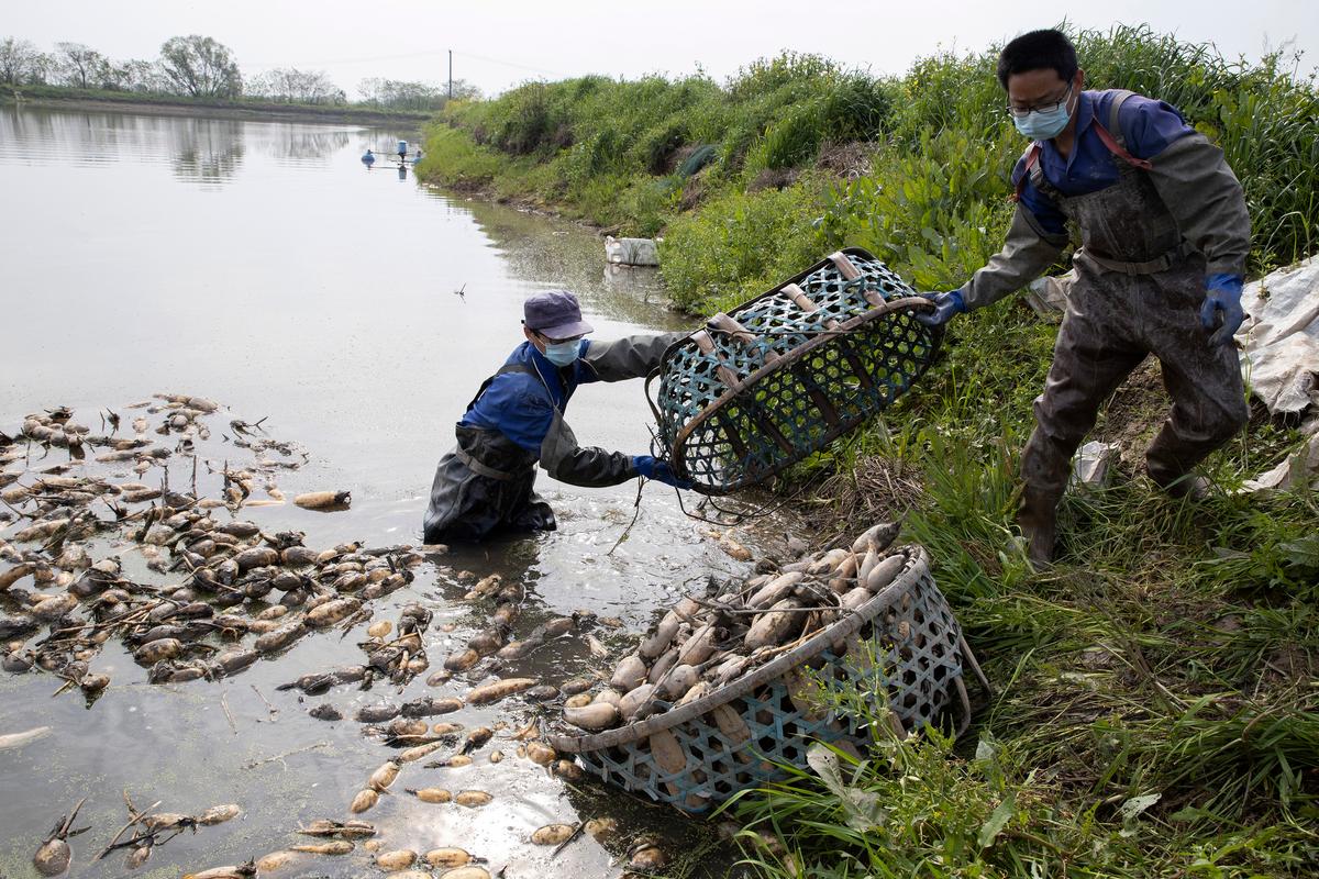 Wuhan Farmers Struggle as Crops Wither From Travel Limits
