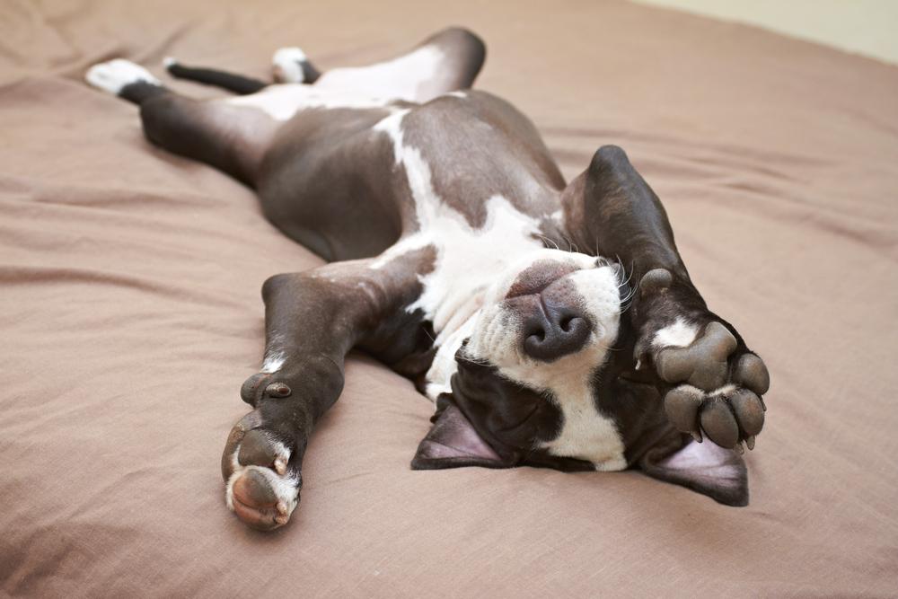 Illustration - Shutterstock | <a href="https://www.shutterstock.com/image-photo/lazy-pit-bull-puppy-laying-back-95883541">dogboxstudio</a>