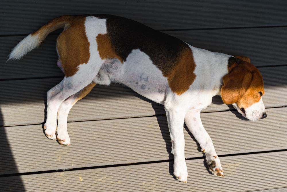 Illustration - Shutterstock | <a href="https://www.shutterstock.com/image-photo/beagle-dog-tired-lying-down-on-1628384464">Przemek Iciak</a>