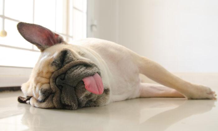What Your Dog’s Sleeping Position Reveals About Their Personality and Psychology