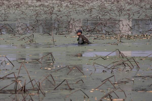 A worker tries to remove rotting aquatic tubers known as lotus roots in the Huangpi district of Wuhan in central China's Hubei Province, on April 6, 2020. (Ng Han Guan/AP Photo)