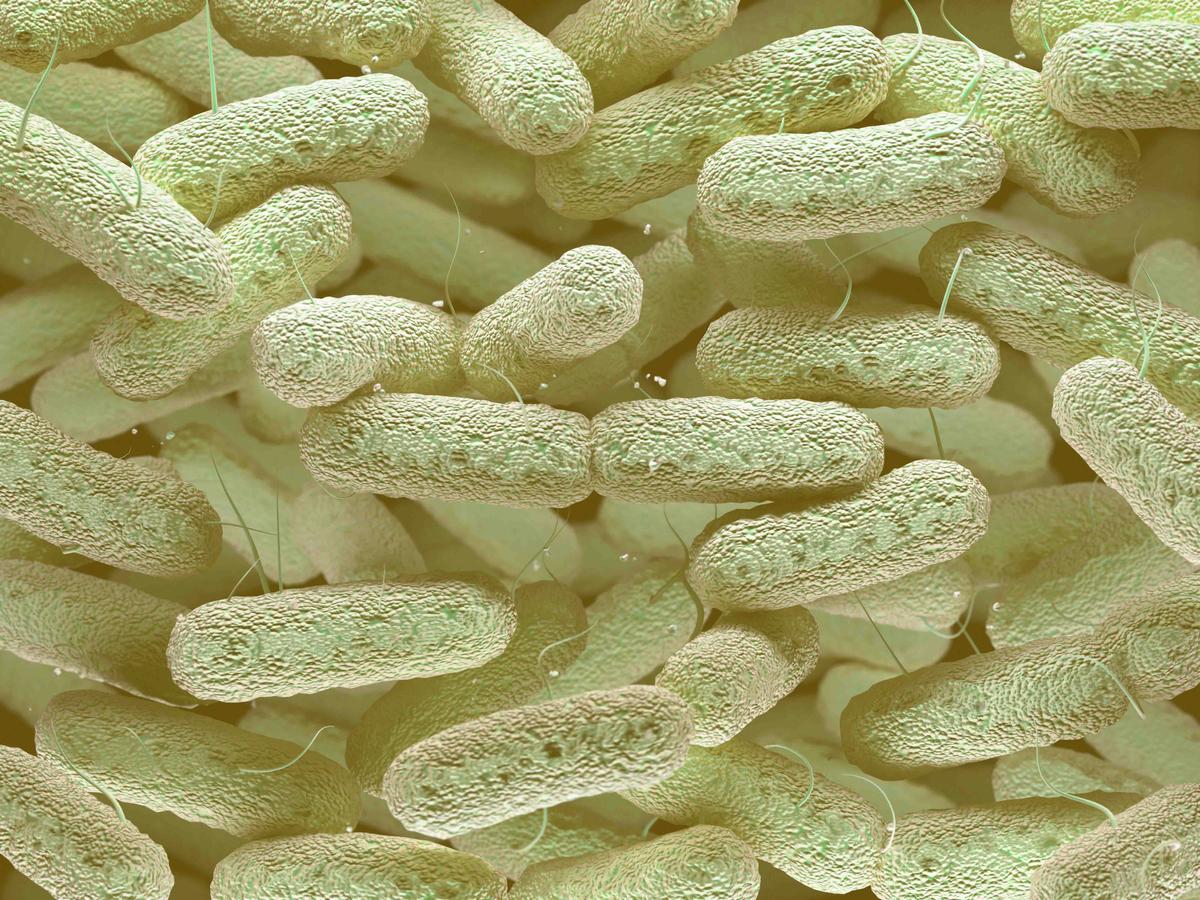 Y. pestis (©<a href="https://www.shutterstock.com/image-illustration/3d-illustration-enterobacteriaceae-that-large-family-493890661">Shutterstock</a>)