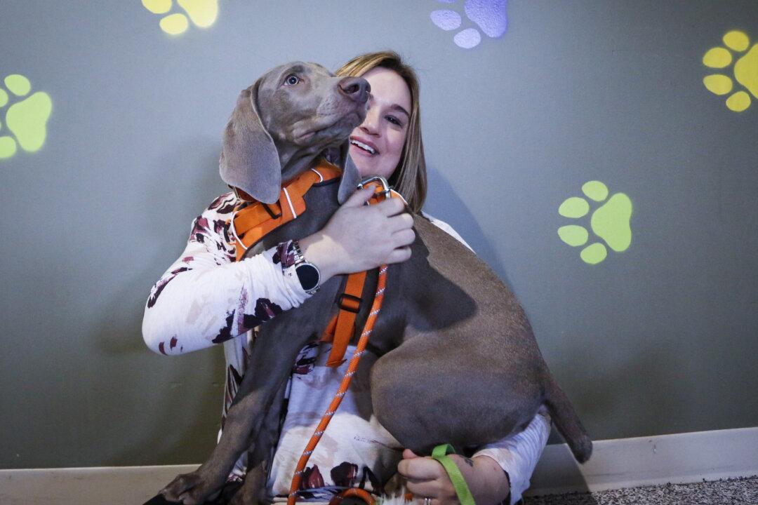 Canadians Urged to Include Pets in COVID-19 Emergency Plans