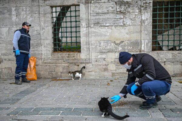 Members of Istanbul Metropolitan municipality feed stray cats near empty Hagia Sophia square in Istanbul, Turkey, on April 1, 2020. (Ozan Kose/AFP via Getty Images)