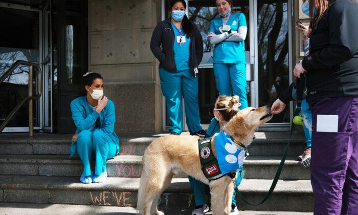 Adorable Service Dog Offers Relief to Stressed-Out Medical Staff on Front Line of Virus Outbreak