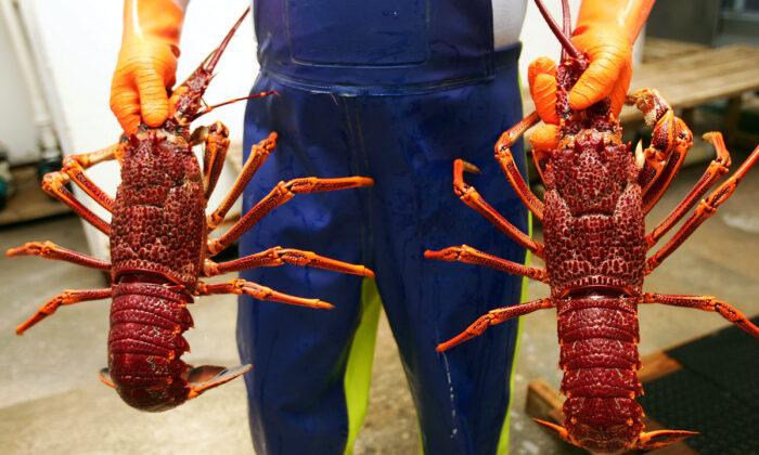 Australian Seafood Exports to Taiwan Twice a Week