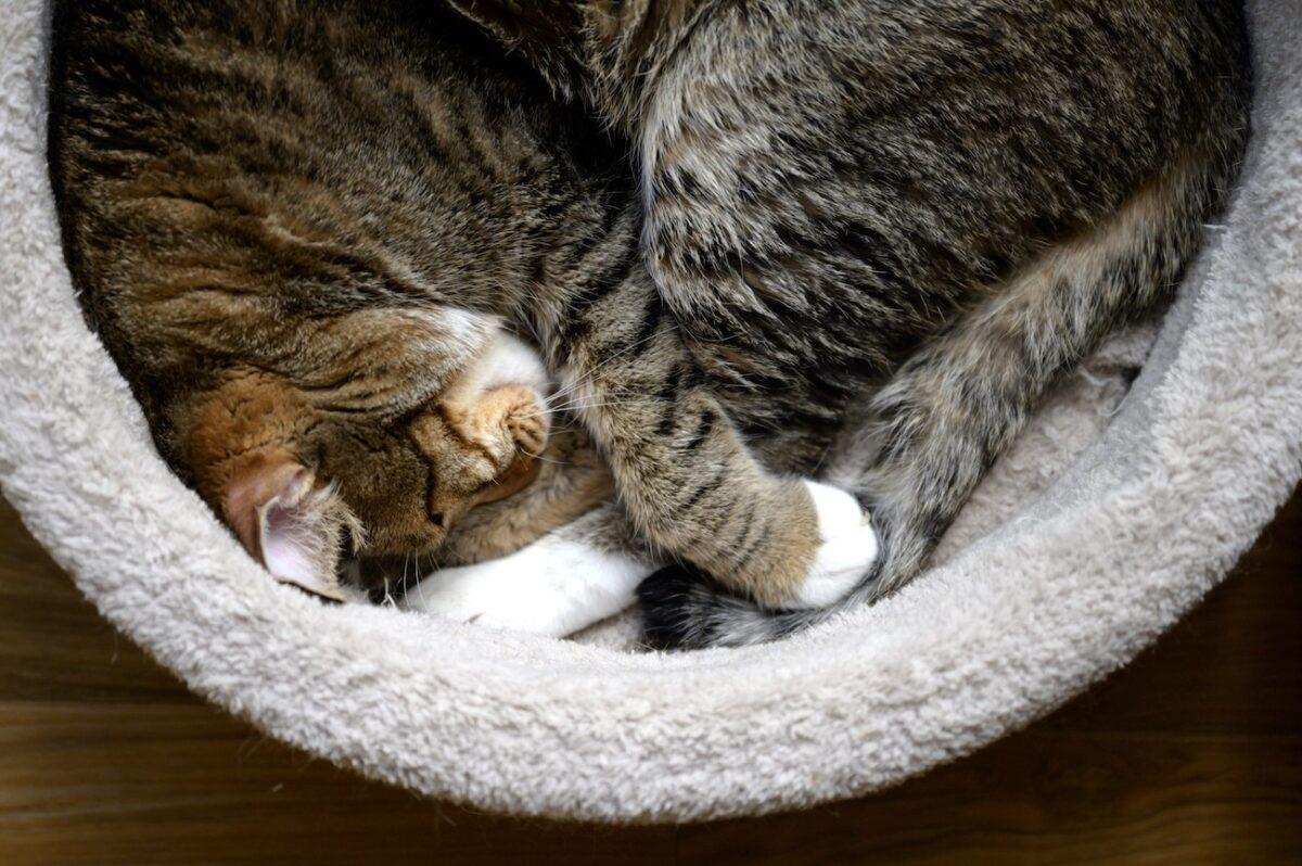 A cat sleeps at the closed 2 Cats cat cafe in Seoul on April 2, 2020. (Ed Jones/AFP via Getty Images)