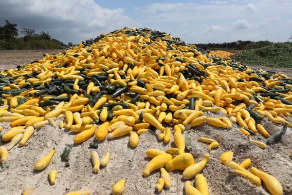 A pile of zucchini and squash is seen after it was discarded by a farmer in Florida City, Fla., on April 1, 2020. (Joe Raedle/Getty Images)