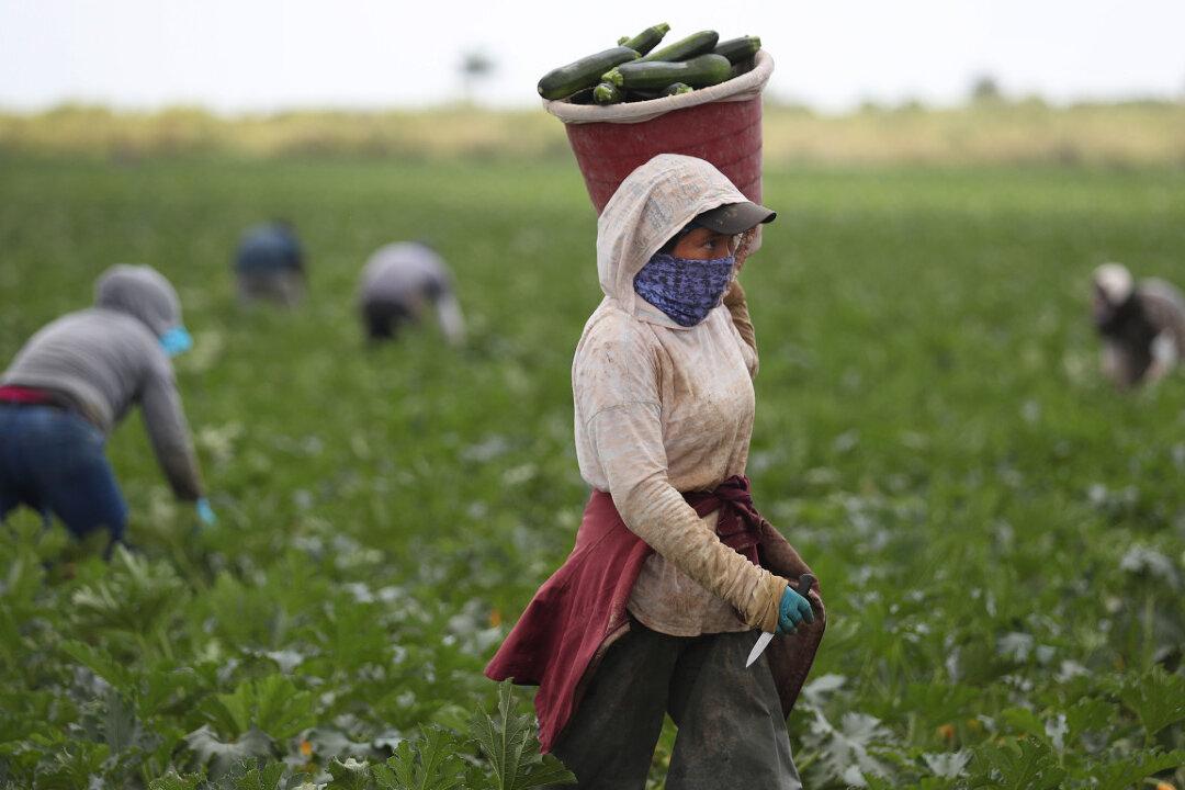 The Farmworkers Putting Food on America’s Tables Are Facing Their Own CCP Virus Crisis