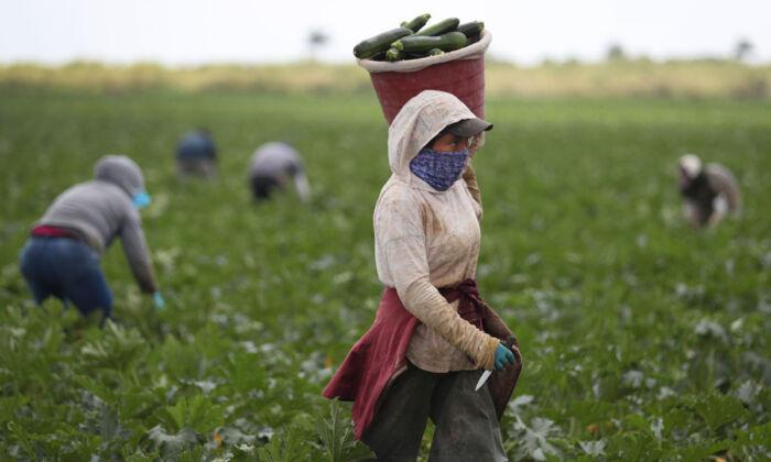 Legislator Calls US Farm Labor Shortage a ‘Massive Crisis’ That Will Have Serious Economic Consequences