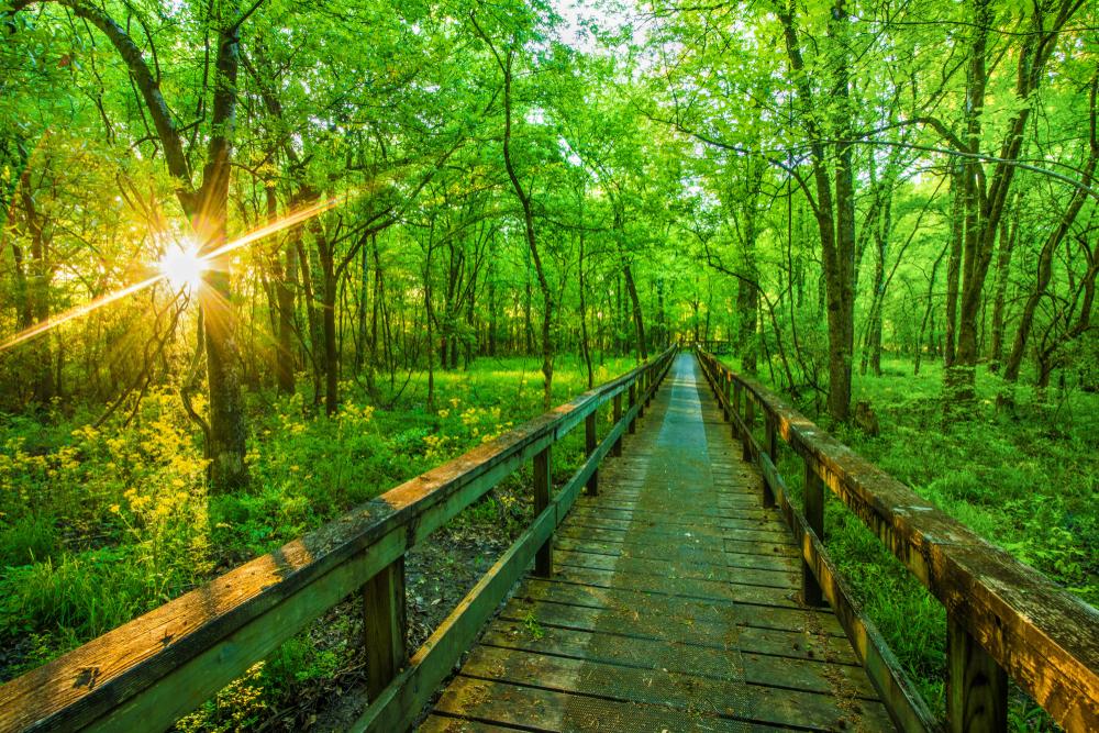 Hiking trails, such as this one in Tupelo, Miss., are found all along the Natchez Trace Parkway and total over 60 miles. (traveler jordan/Shutterstock)