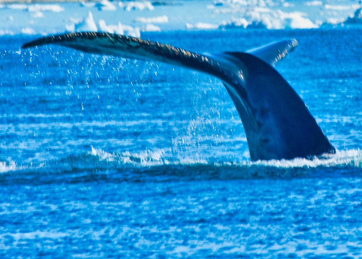 While on a small boat in Disko Bay, odds are good you will get a close-up view of a humpback whale. (Copyright Fred J. Eckert)