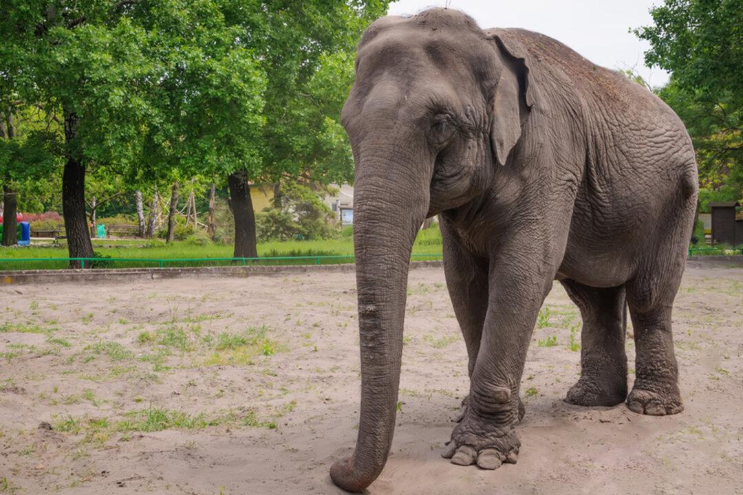 San Antonio Zoo Celebrates Lucky the Elephant’s 60th Birthday via Livestream