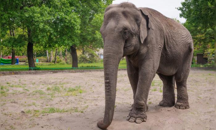 San Antonio Zoo Celebrates Lucky the Elephant’s 60th Birthday via Livestream