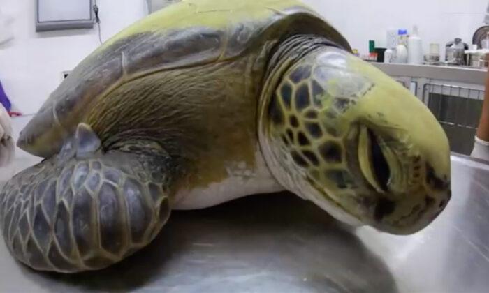 Green Turtle Rescued From Fisherman’s Net Defecates 13 Grams of Plastic, Highlights Pollution Problem