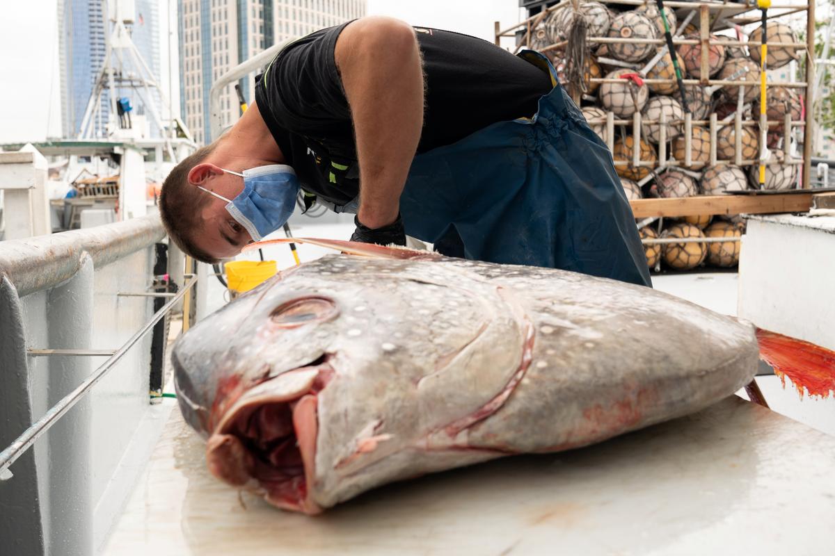 Commercial fisherman Ben Stephens cuts an opah fish onboard the Gutsy Lady 4, a fishing vessel, docked in Tuna Harbor in San Diego, Calif., U.S., on April, 2020. (Bing Guan/ Reuters)
