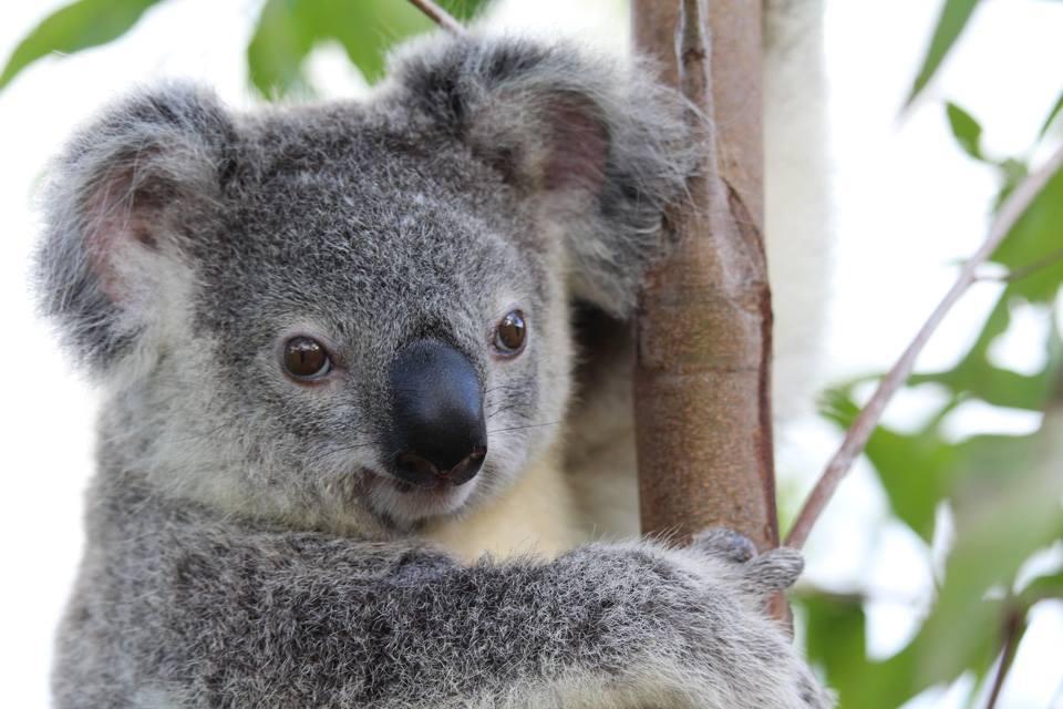 Photo courtesy of <a href="https://www.australiazoo.com.au/">Australia Zoo</a>