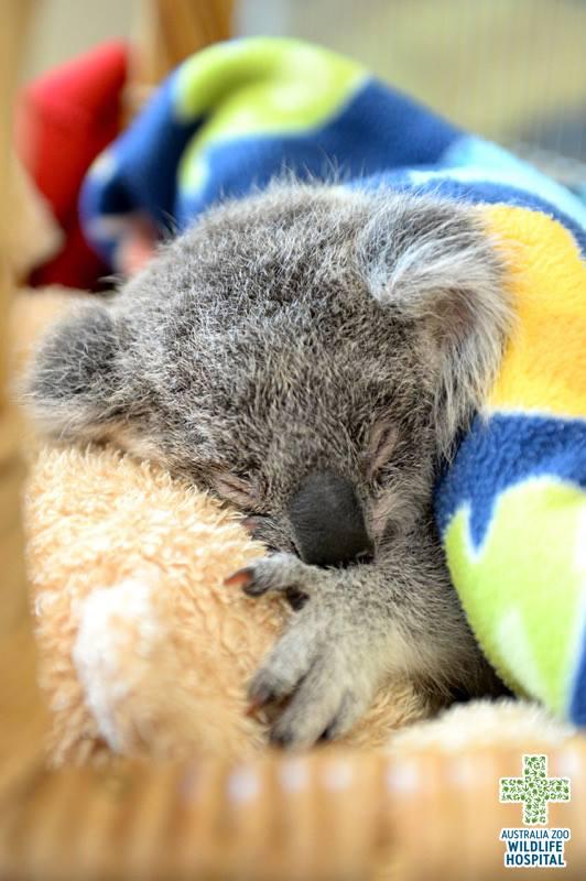 Photo courtesy of <a href="https://www.australiazoo.com.au/">Australia Zoo</a>