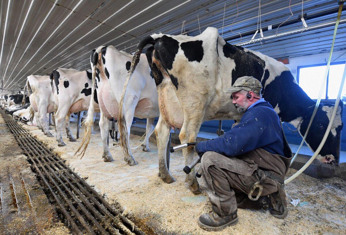 Tollgate farm employee Dave Schillawski milks cows at a farm in Ancramdale, New York, on Jan. 17, 2020. (Angela Weiss/AFP/Getty Images)