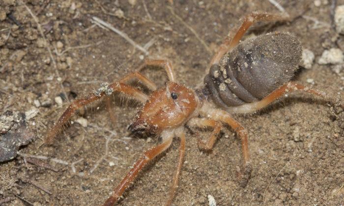 Arizona Man’s Encounter With Spider-Scorpion Hybrid Is Absolutely Horrifying