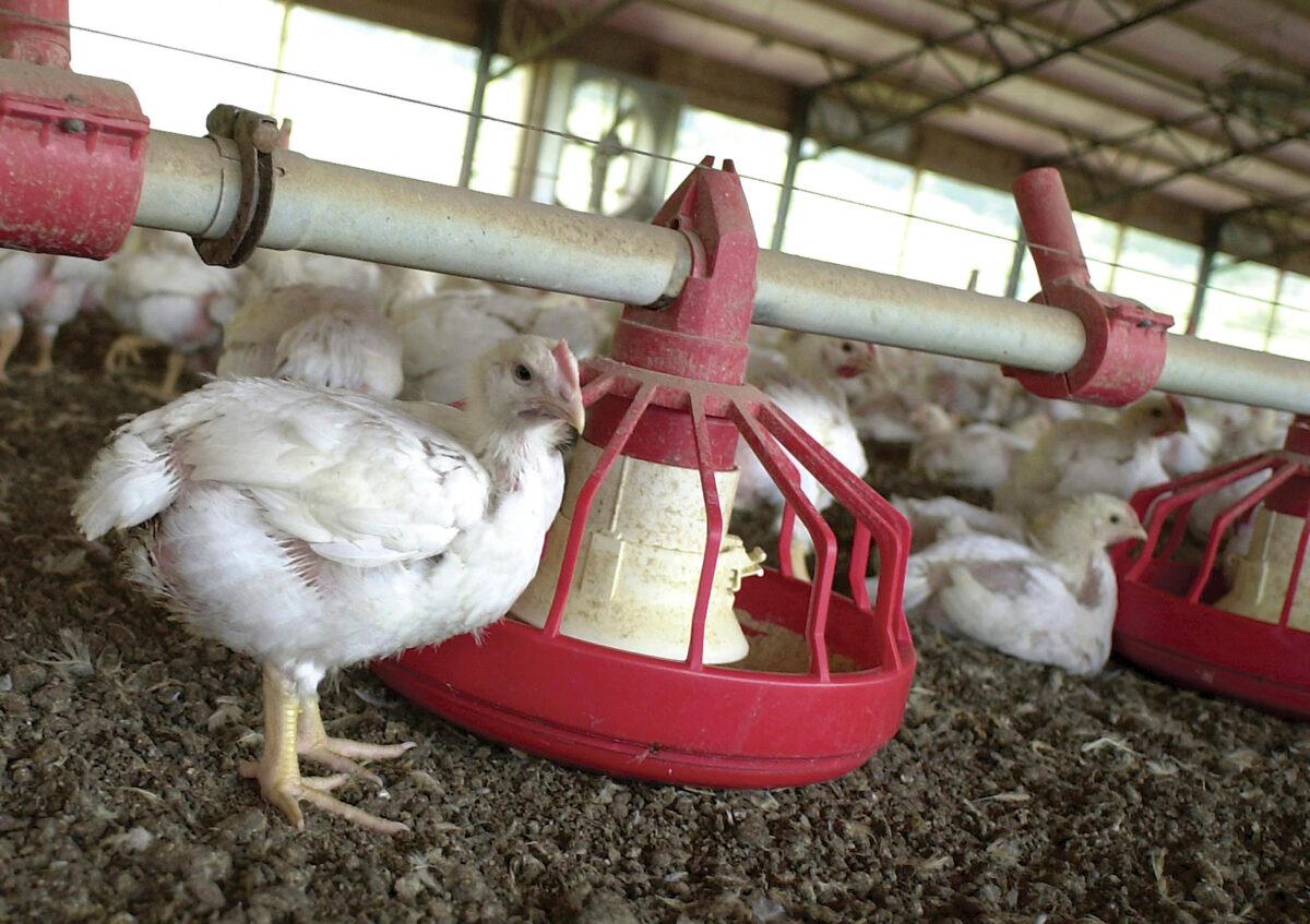 Chickens gather around a feeder in a Tyson Foods Inc. poultry house near Farmington, Ark., on June 19, 2003. (April L. Brown/AP Photo)