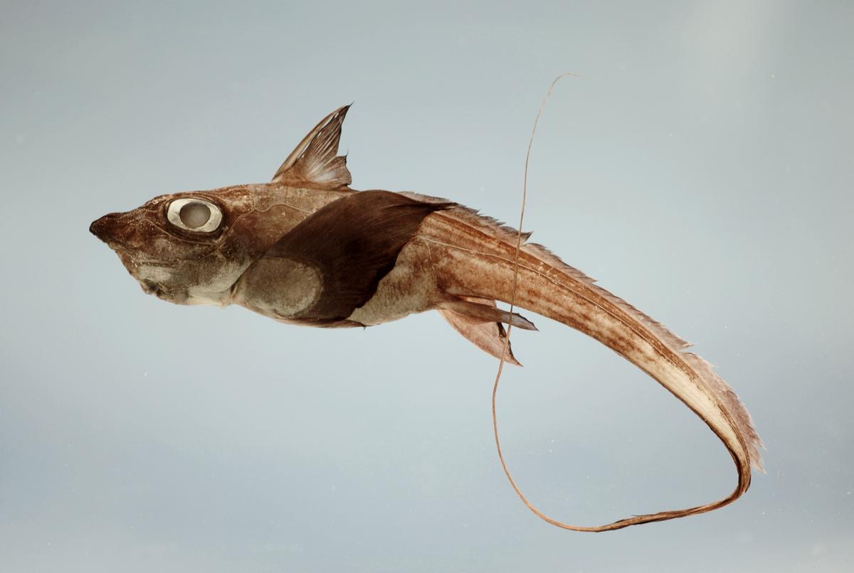 A short-nosed chimaera, or ratfish hydrolagus alberti, from the Gulf of Mexico (<a href="https://commons.wikimedia.org/wiki/File:Hydrolagus_alberti.jpg">SEFSC Pascagoula Laboratory; Collection of Brandi Noble, NOAA/NMFS/SEFSC/CC BY 2.0</a>)