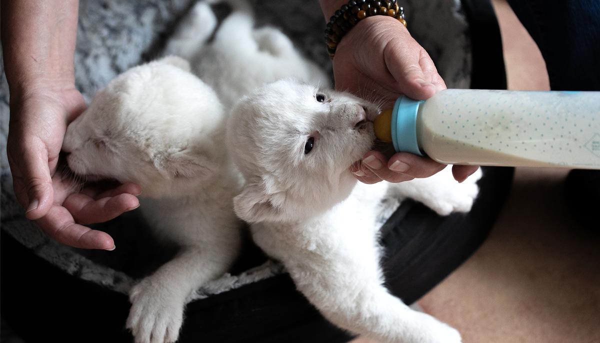Extremely Rare White Lion Cubs Born at Sanctuary After Parents Got Rescued From Circus