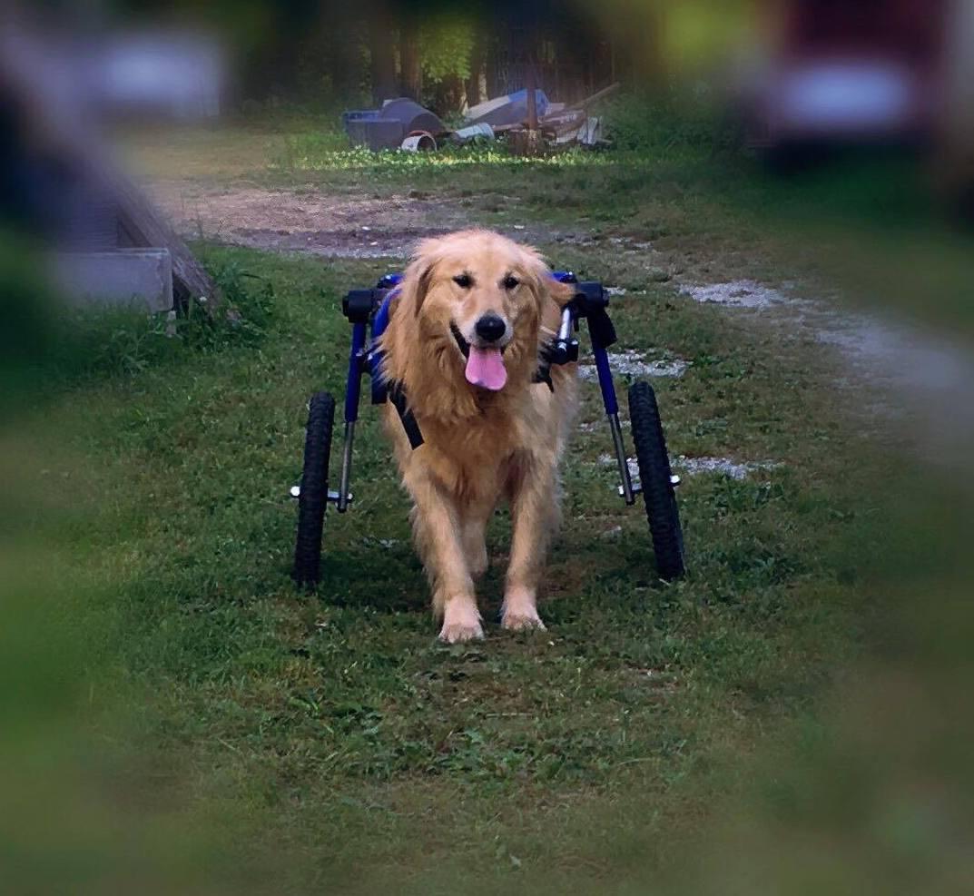 Lukah, a golden retriever, is able to run all over the farm with the help of his new cart. (Courtesy of <a href="https://www.facebook.com/Gunnars-wheels-1155089164561706/">Jason Parker</a>)