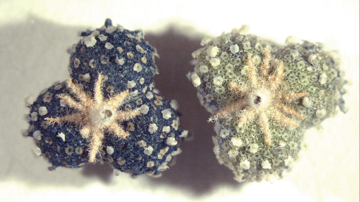 Chrozophora tinctoria detail fruits. (Paula Nabais, NOVA University)