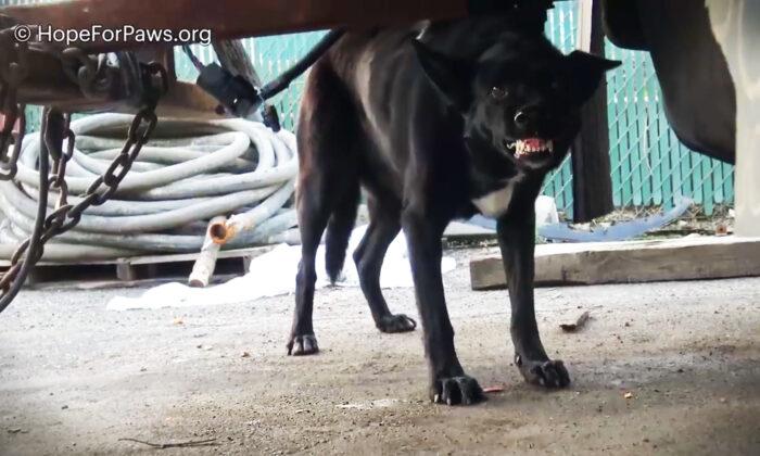Homeless Dog Bares Teeth As Rescuers Try to Save Her From the Streets–and Then It Gets Dangerous