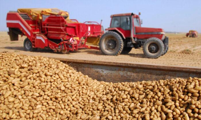Idaho Farmer Gives Away Millions of Potatoes for Free to People in Need