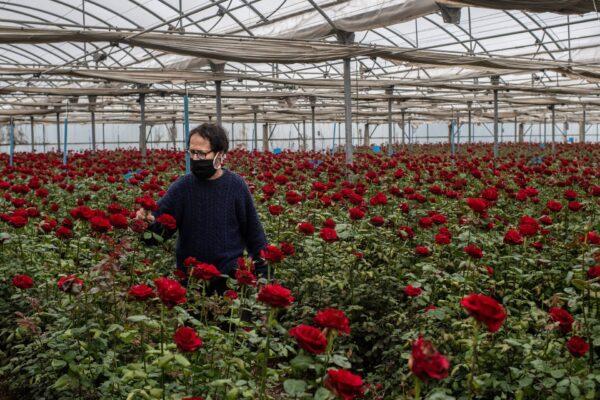 Josep Pons wearing a face mask walks among abandoned roses at his family rose plant nursery Flors Pons in Santa Susanna, near Barcelona, Spain, on April 22, 2020. (David Ramos/Getty Images)