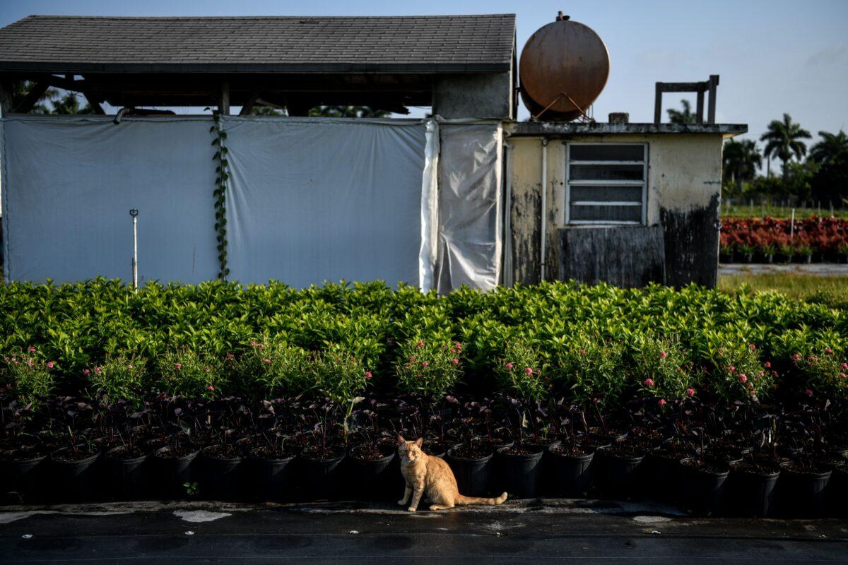 A cat looks on inside an ornamental plant nursery in Homestead, Florida, on April 15, 2020. (Chandan Khanna/AFP via Getty Images)