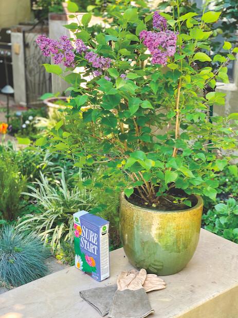 The author's new lilac bush. (Courtesy of Cecily Hastings)