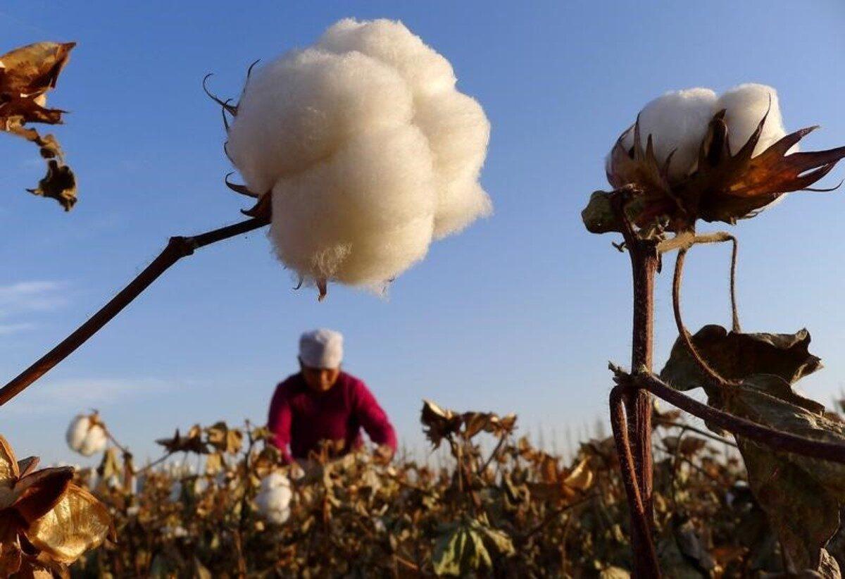 A farmer picks cotton from a field in Hami, Xinjiang, on Nov. 1, 2012. (China Daily/Reuters)
