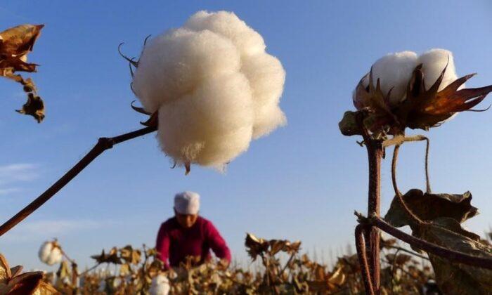 UK Urged to Stop Cotton Imports Made in Chinese ‘Prison Camps’