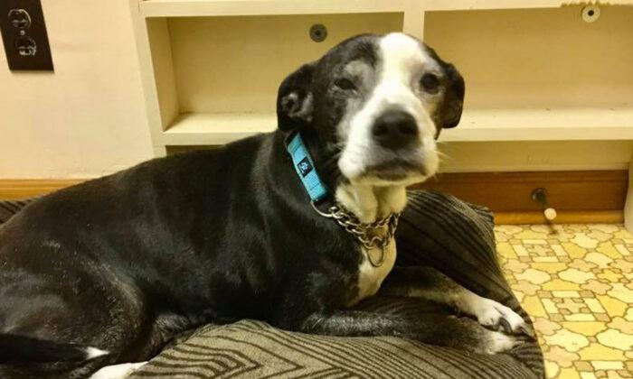 Family Brings Senior Dog to Vet to Be Euthanized Because They Don’t Like Her Enough, So Vet Intervenes