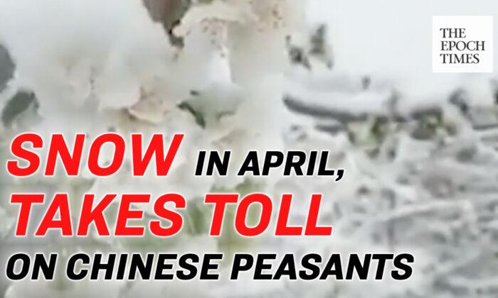 Chinese Peasants Lament Due To the Heavy Snowfall in April