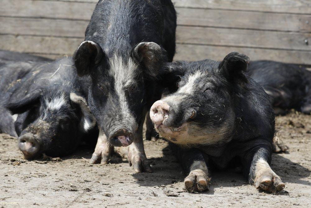 Berkshire hogs rest in a pen on the Chris Petersen farm near Clear Lake, Iowa, on April 17, 2020. (Charlie Neibergall/AP Photo)