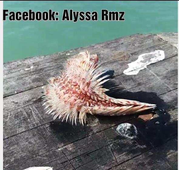 Photo courtesy of <a href="https://www.instagram.com/chilly.down/">Alyssa Ramirez</a>