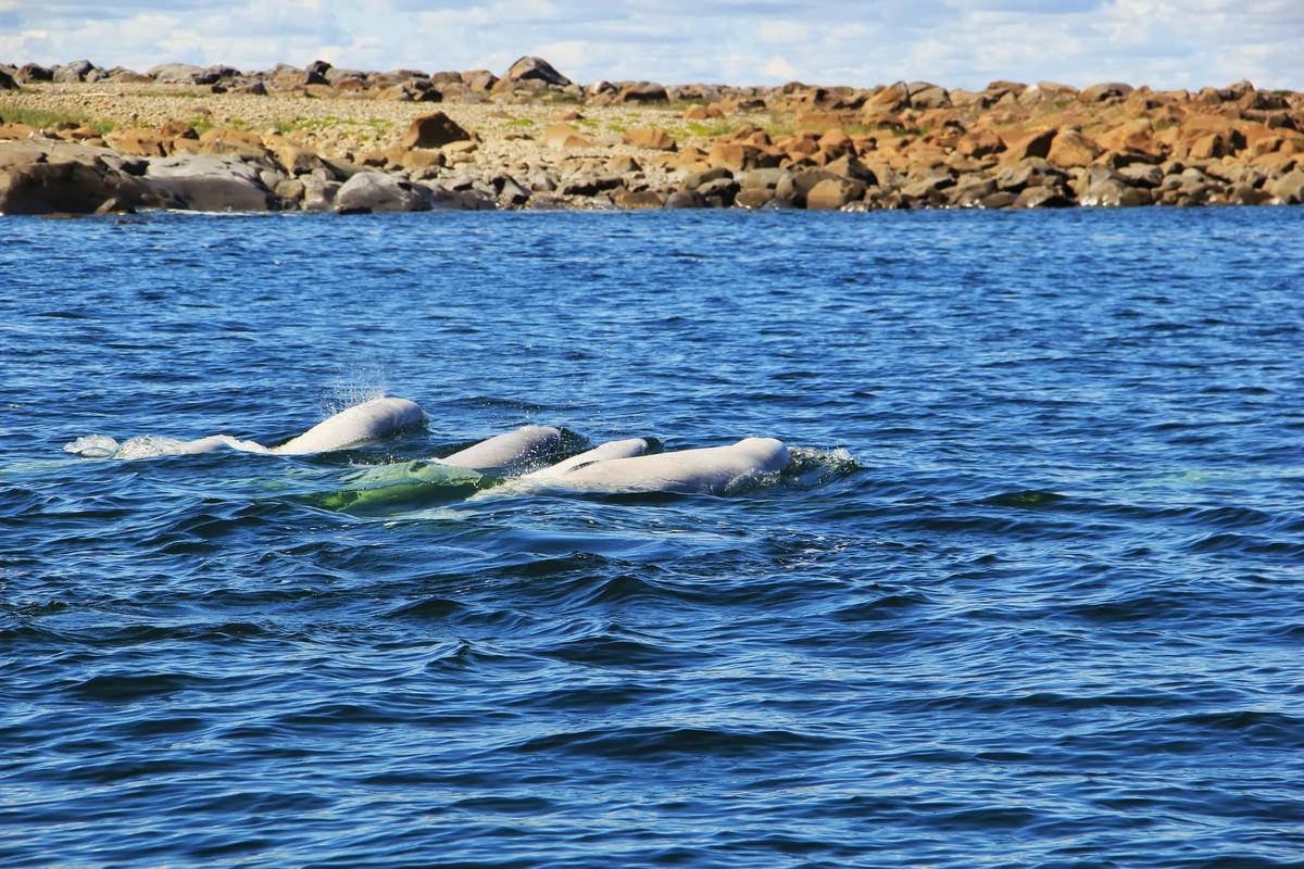 Beluga whales. (Courtesy of Travel Manitoba)