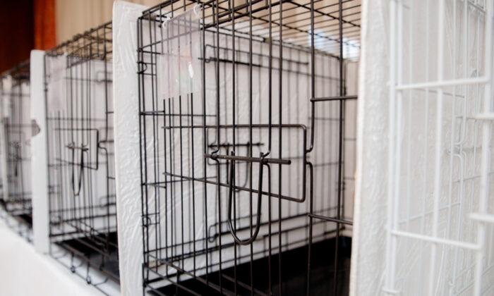 Animal Shelter Celebrates Nearly Empty Kennels As Families Adopt, Foster During Pandemic