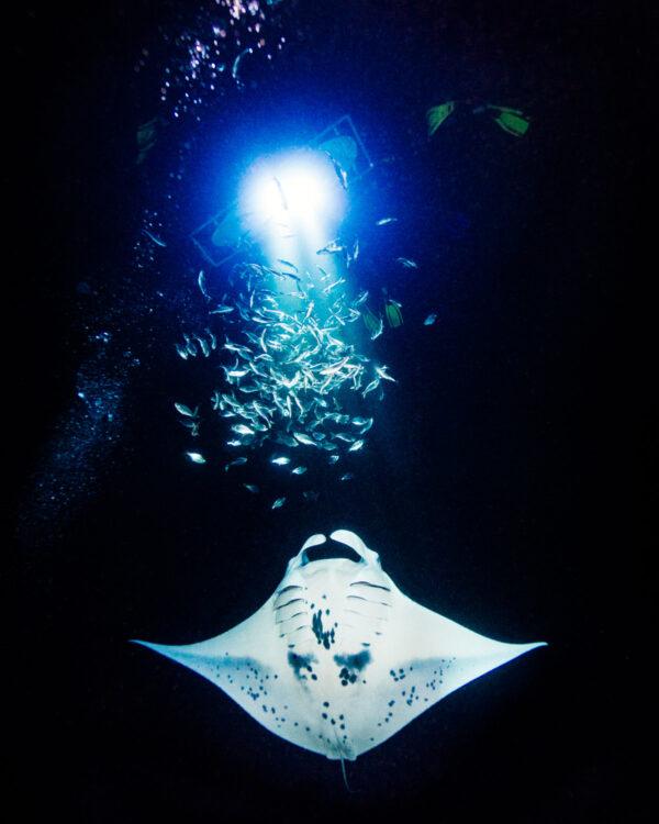 Manta ray. (Courtesy of Big Island Divers)