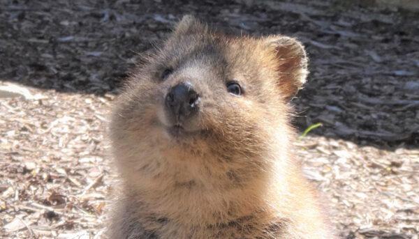One of Australia's cutest marsupials is Western Australia's quokka. (marzipan3/Shutterstock)