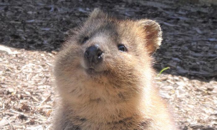 Meet Quokkas, These Cute-Looking Creatures Are The 'World's Happiest Animal'