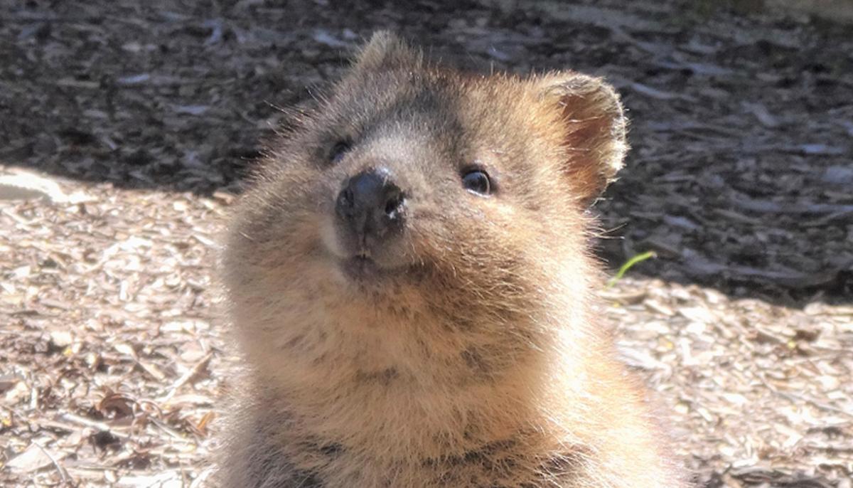 Meet Quokkas, These Cute-Looking Creatures Are The ‘World’s Happiest Animal’