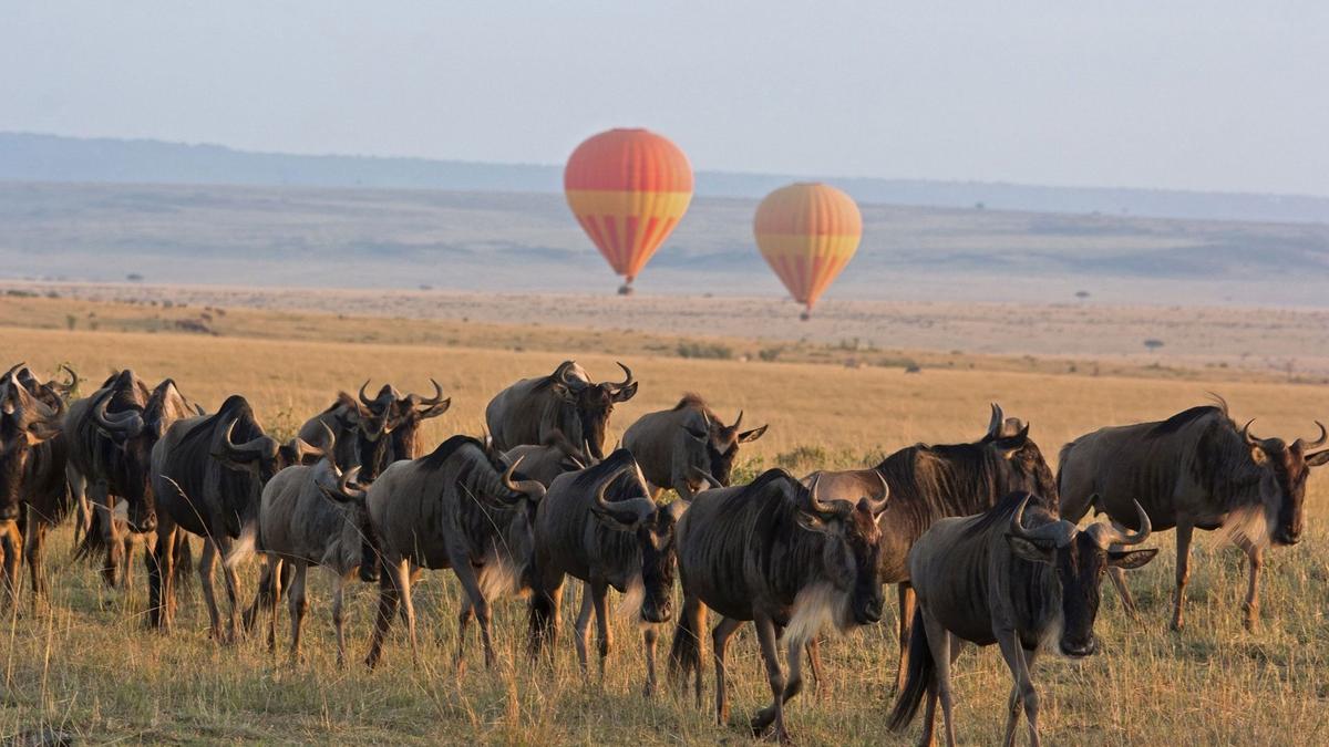 Witnessing the wildebeest migration across the Serengeti from a hot air balloon (Courtesy of andBeyond)