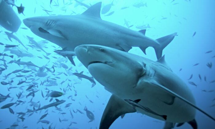Florida Number One in the World for Shark Bites