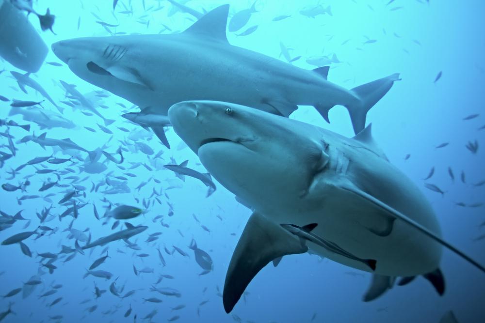 Bull sharks, Beqa Lagoon. (Martin Prochazkacz/Shutterstock)
