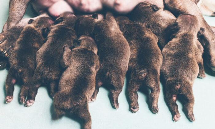 Pregnant Mastiff Surprises Owners by Giving Birth to 21 Puppies, Breaking Record for Largest Litter